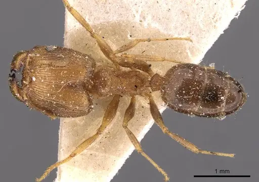 Pheidole barreleti specimen CASENT0907862 image casent0907862_1