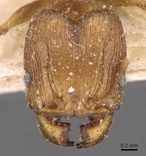 Pheidole barreleti specimen CASENT0907862 image casent0907862_2