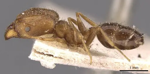 Pheidole barreleti specimen CASENT0907862 image casent0907862_3