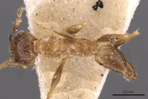Pheidole barreleti specimen CASENT0907863 image casent0907863_1
