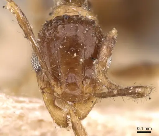 Pheidole barreleti specimen CASENT0907863 image casent0907863_2