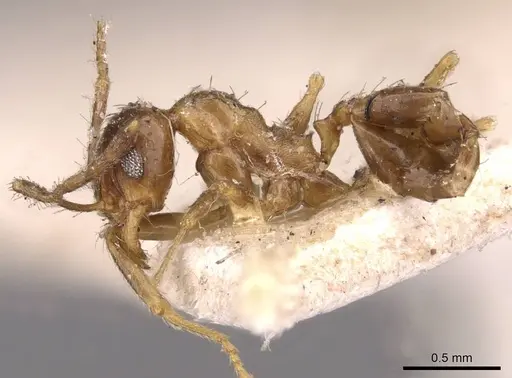 Pheidole barreleti specimen CASENT0907863 image casent0907863_3