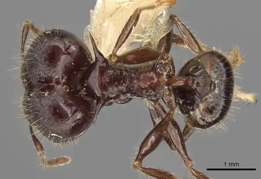 Pheidole barumtaun specimen CASENT0901317 image casent0901317_1