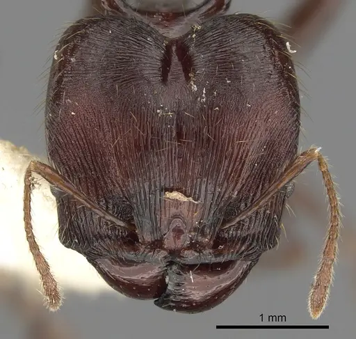 Pheidole barumtaun specimen CASENT0901317 image casent0901317_2