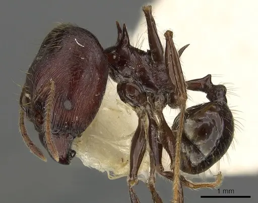 Pheidole barumtaun specimen CASENT0901317 image casent0901317_3