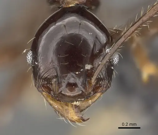 Pheidole barumtaun specimen CASENT0901332 image casent0901332_1