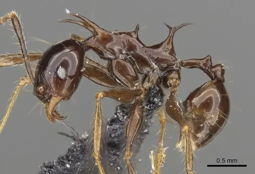 Pheidole barumtaun specimen CASENT0901332 image casent0901332_2