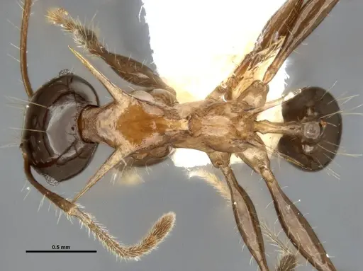 Pheidole barumtaun specimen LACMENT316356 image lacment316356_1