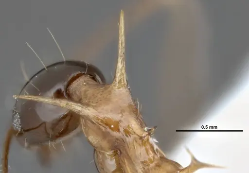 Pheidole barumtaun specimen LACMENT316356 image lacment316356_2