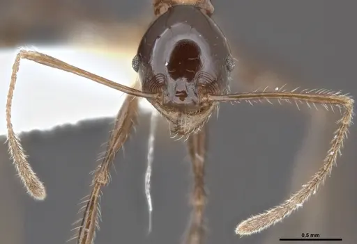 Pheidole barumtaun specimen LACMENT316356 image lacment316356_3