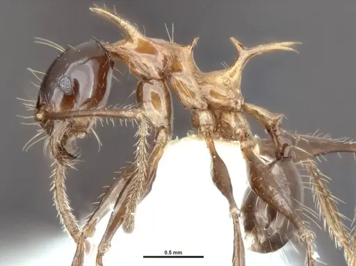 Pheidole barumtaun specimen LACMENT316356 image lacment316356_4