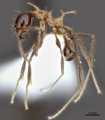 Pheidole barumtaun specimen LACMENT316356 image lacment316356_5