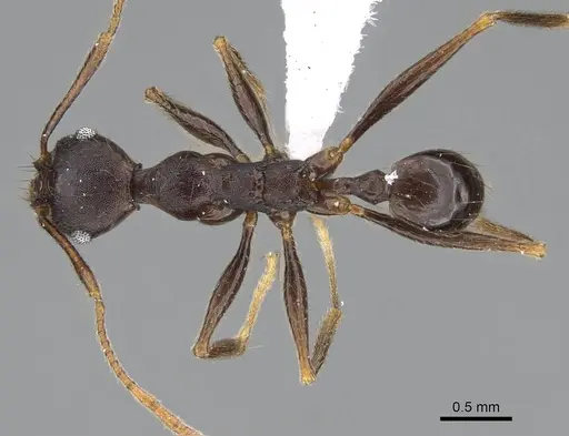 Pheidole batrachorum specimen CASENT0401832 image casent0401832_1