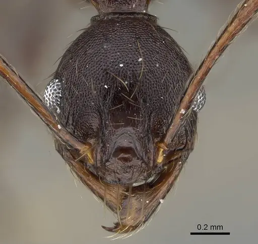 Pheidole batrachorum specimen CASENT0401832 image casent0401832_2