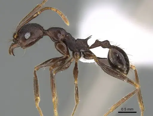 Pheidole batrachorum specimen CASENT0401832 image casent0401832_3