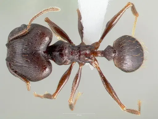 Pheidole batrachorum specimen CASENT0405366 image casent0405366_1