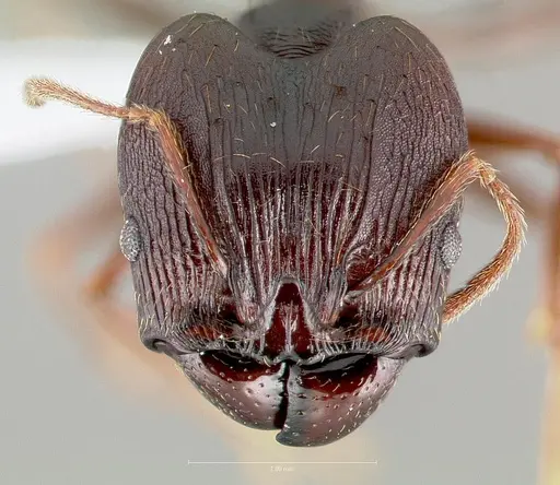 Pheidole batrachorum specimen CASENT0405366 image casent0405366_2