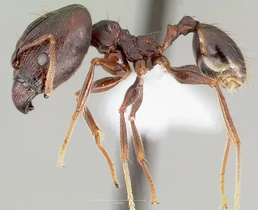 Pheidole batrachorum specimen CASENT0405366 image casent0405366_3