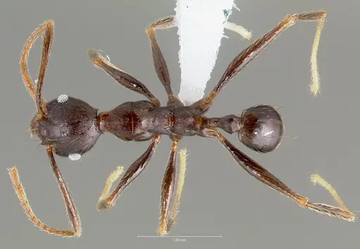 Pheidole batrachorum specimen CASENT0405368 image casent0405368_1
