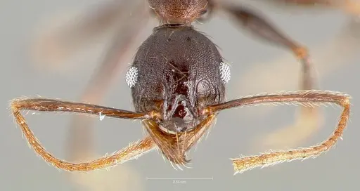 Pheidole batrachorum specimen CASENT0405368 image casent0405368_2