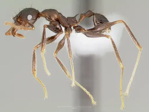 Pheidole batrachorum specimen CASENT0405368 image casent0405368_3