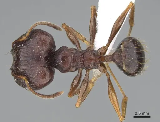 Pheidole batrachorum specimen CASENT0415367 image casent0415367_1