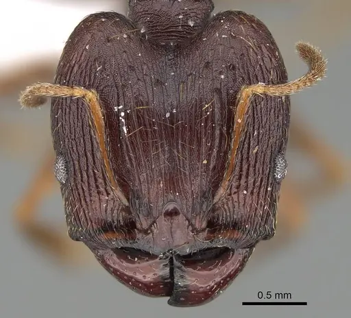 Pheidole batrachorum specimen CASENT0415367 image casent0415367_2