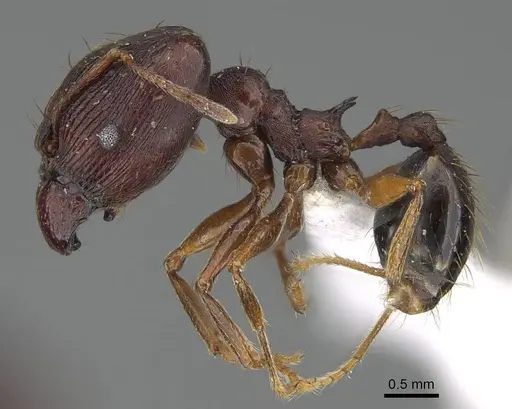Pheidole batrachorum specimen CASENT0415367 image casent0415367_3