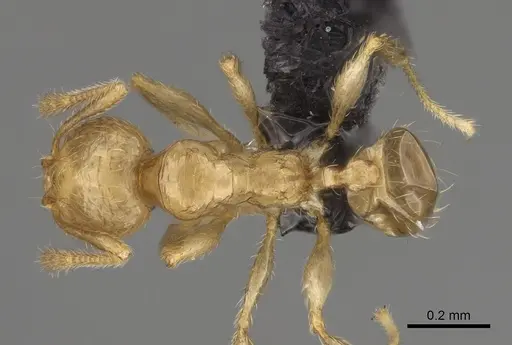 Pheidole beanka specimen CASENT0923276 image casent0923276_1