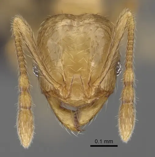 Pheidole beanka specimen CASENT0923276 image casent0923276_2