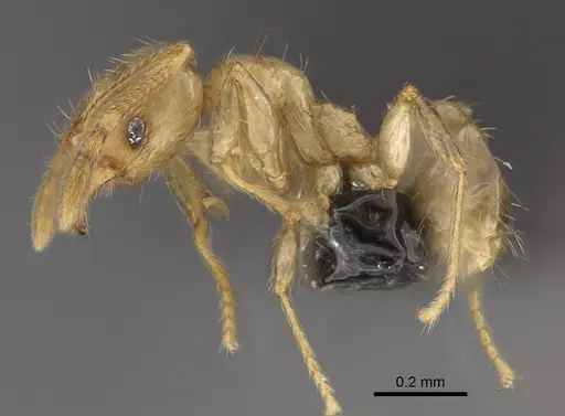 Pheidole beanka specimen CASENT0923276 image casent0923276_3