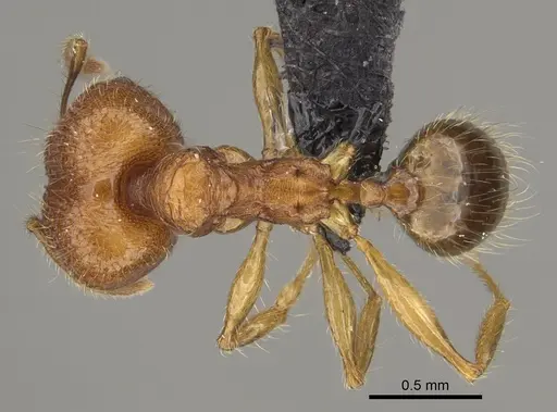 Pheidole befotaka specimen CASENT0119590 image casent0119590_1