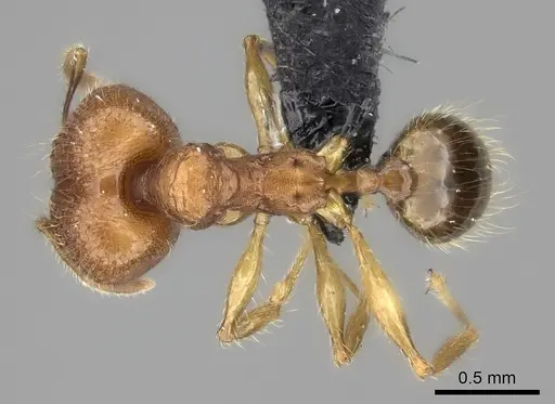 Pheidole befotaka specimen CASENT0119590 image casent0119590_2