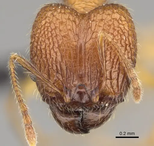 Pheidole befotaka specimen CASENT0119590 image casent0119590_3