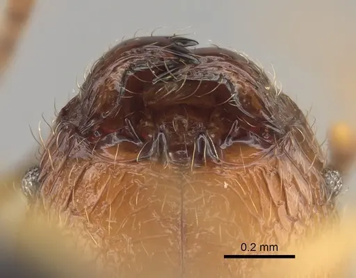 Pheidole befotaka specimen CASENT0119590 image casent0119590_4