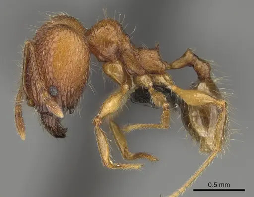 Pheidole befotaka specimen CASENT0119590 image casent0119590_5