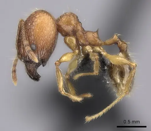 Pheidole befotaka specimen CASENT0119590 image casent0119590_6
