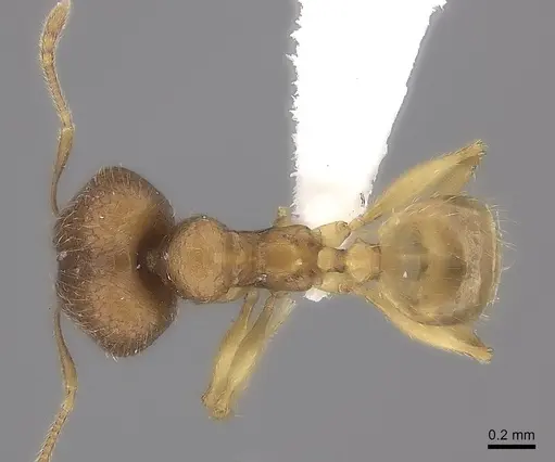 Pheidole befotaka specimen CASENT0198023 image casent0198023_1