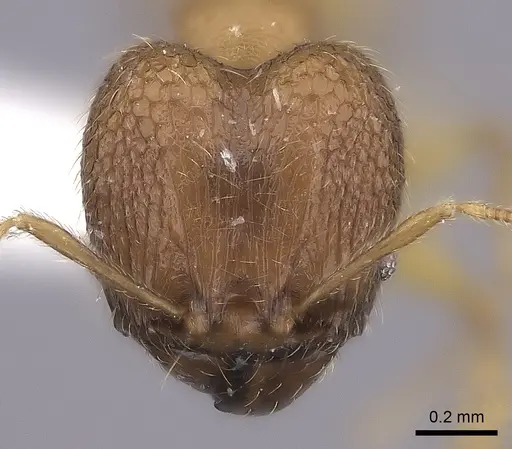 Pheidole befotaka specimen CASENT0198023 image casent0198023_2