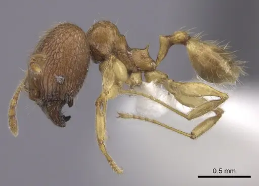 Pheidole befotaka specimen CASENT0198023 image casent0198023_3