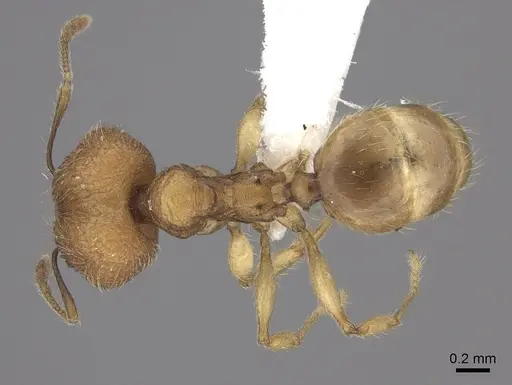Pheidole befotaka specimen CASENT0198026 image casent0198026_1