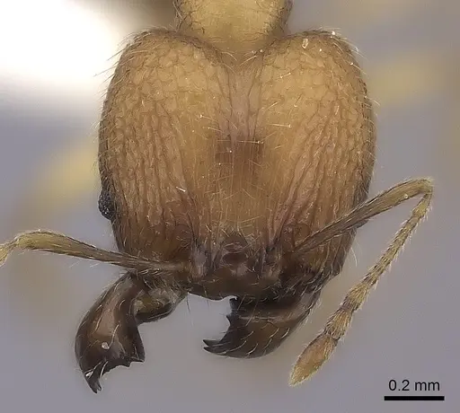 Pheidole befotaka specimen CASENT0198026 image casent0198026_2