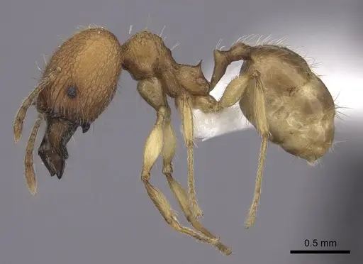 Pheidole befotaka specimen CASENT0198026 image casent0198026_3