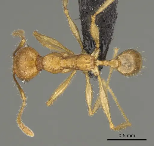 Pheidole befotaka specimen CASENT0235125 image casent0235125_1