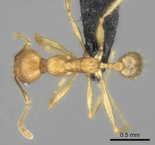 Pheidole befotaka specimen CASENT0235125 image casent0235125_2