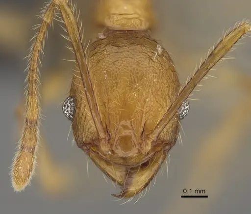 Pheidole befotaka specimen CASENT0235125 image casent0235125_3