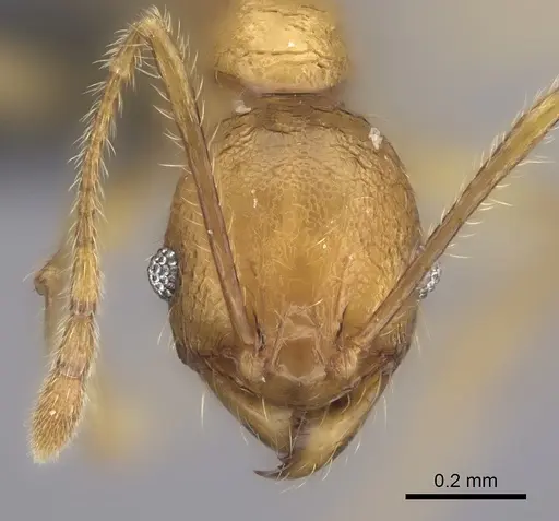 Pheidole befotaka specimen CASENT0235125 image casent0235125_4