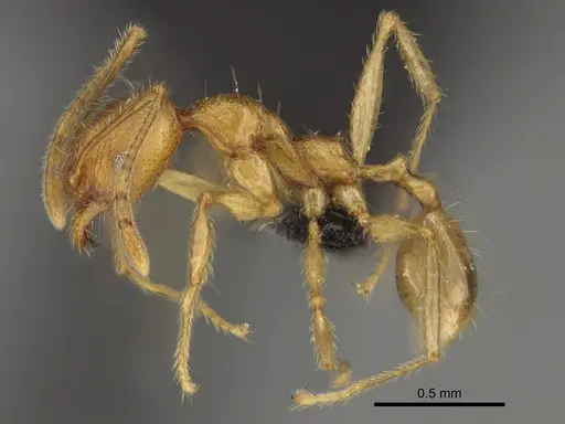 Pheidole befotaka specimen CASENT0235125 image casent0235125_5