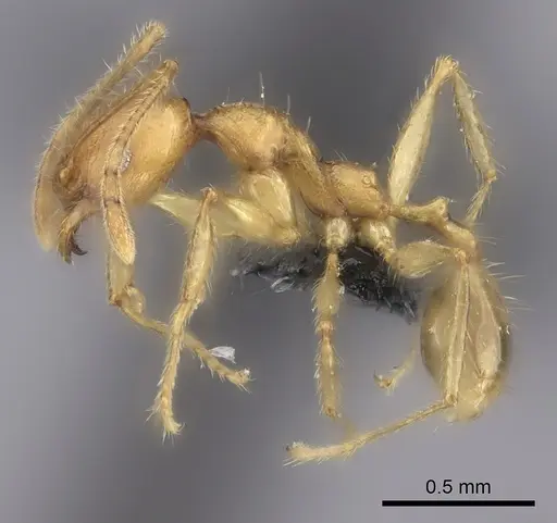 Pheidole befotaka specimen CASENT0235125 image casent0235125_6
