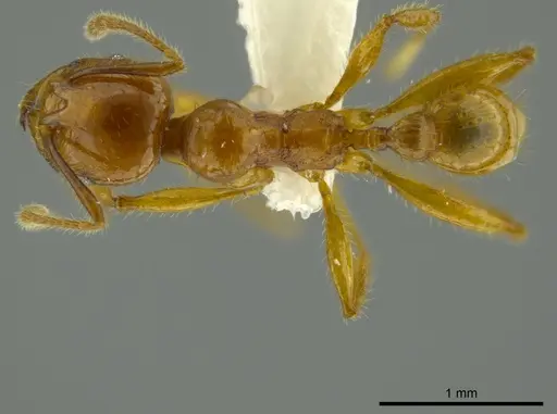 Pheidole bellatrix specimen CASENT0625436 image casent0625436_1